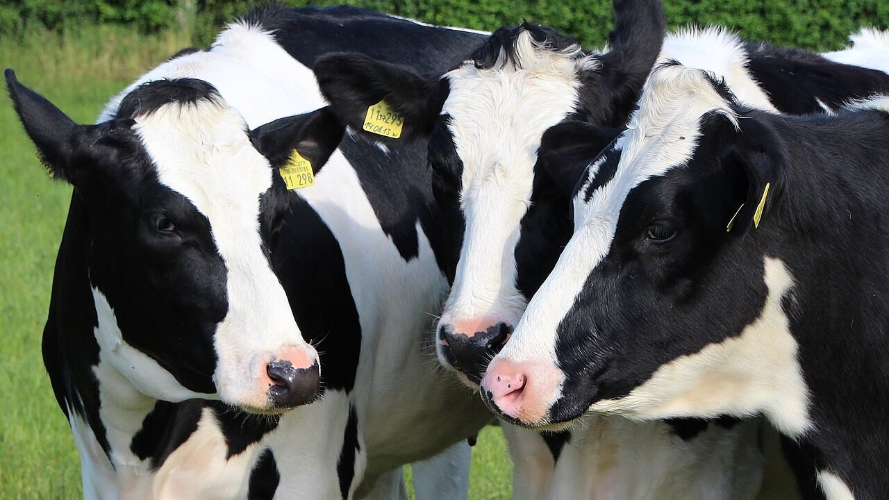 Black-and-white dairy cattle