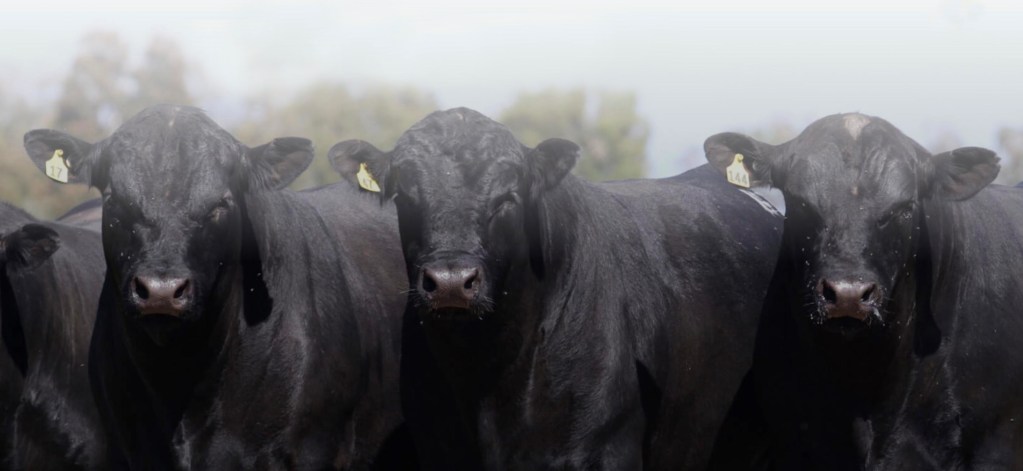 Black beef cattle